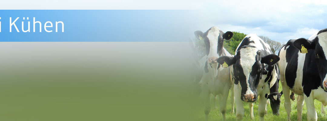 Ein Jahr Vogelgrippe bei Kühen in den USA