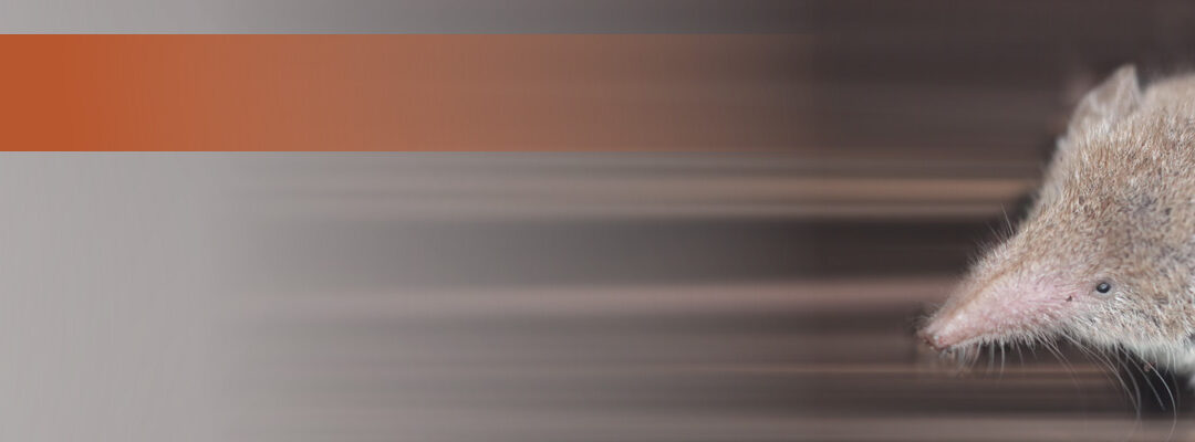 Bornaviren lösen schwere Hirnentzündungen aus