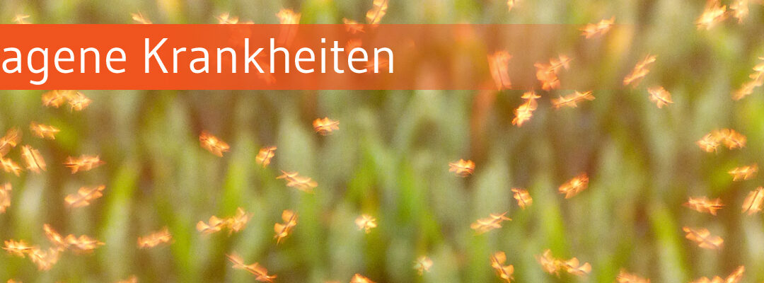 Expertin warnt: Neue Mücken, neue Risiken