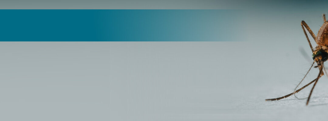 Erster Nachweis des West-Nil-Virus bei britischen Stechmücken