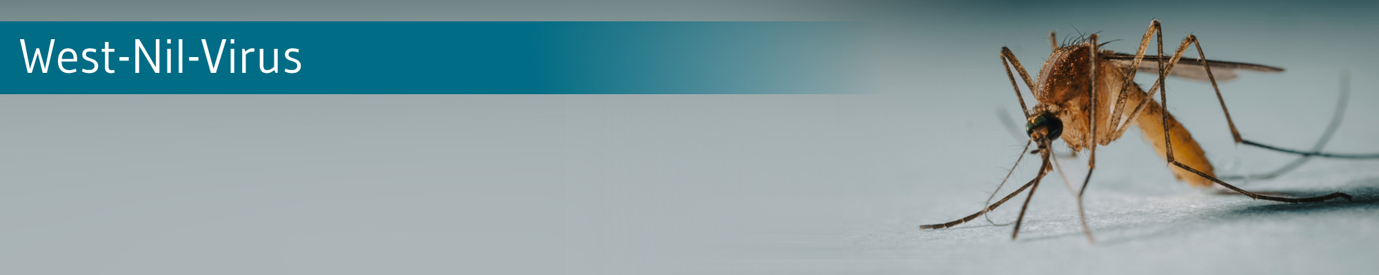 Die-GPK-informiert-West-Nil-Virus-Mücke