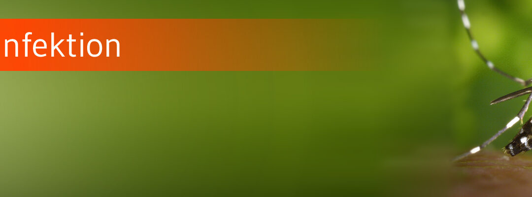 Wie gefährlich ist Chikungunya?