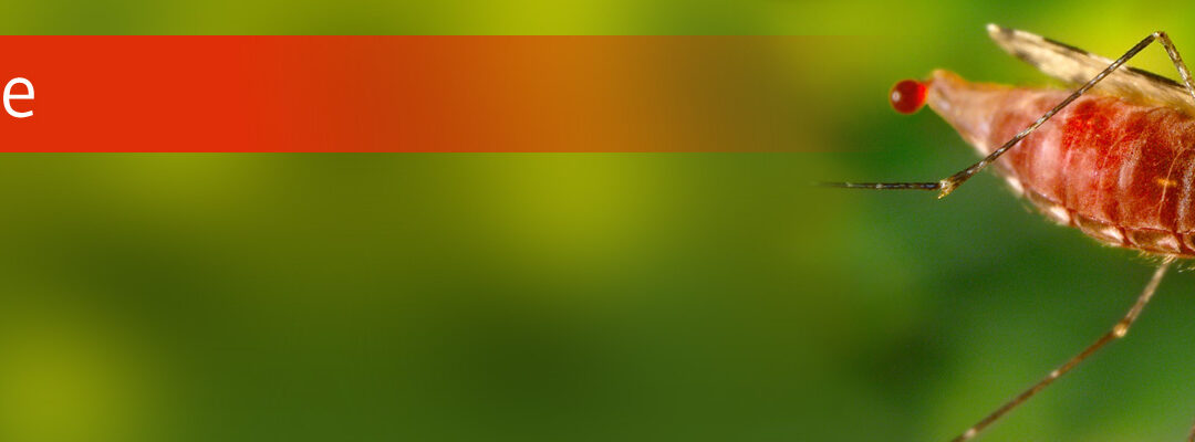 Reiserückkehrer bei Malaria-Verdacht ­frühzeitig zum Arzt schicken